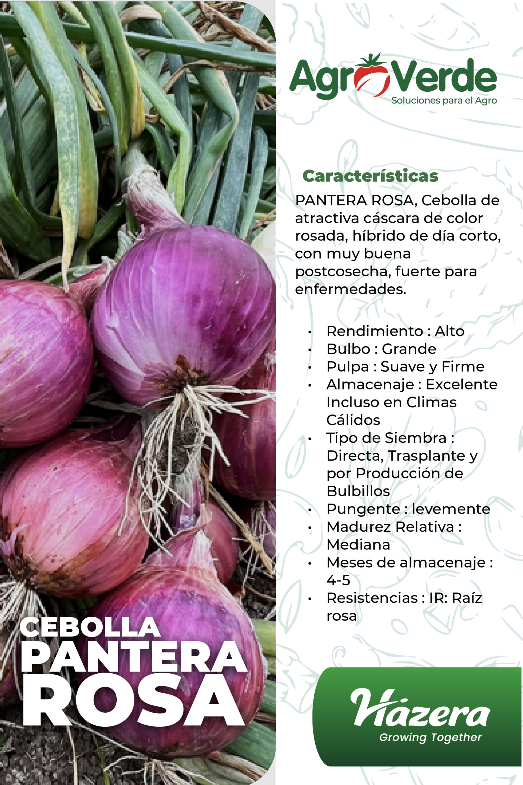 PANTERA ROSA